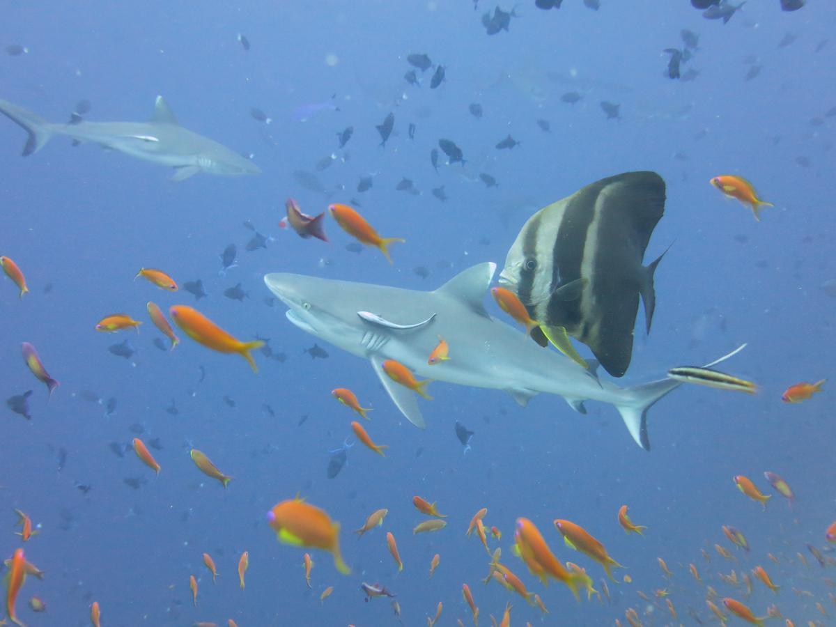 Rasdhoo Dive Lodge Exterior foto