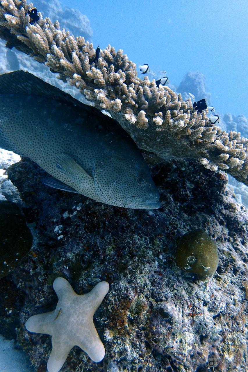 Rasdhoo Dive Lodge Exterior foto